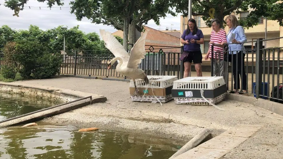 El moment de l'alliberament de les aus al Parc del Terrall ©AjBorgesBlanques