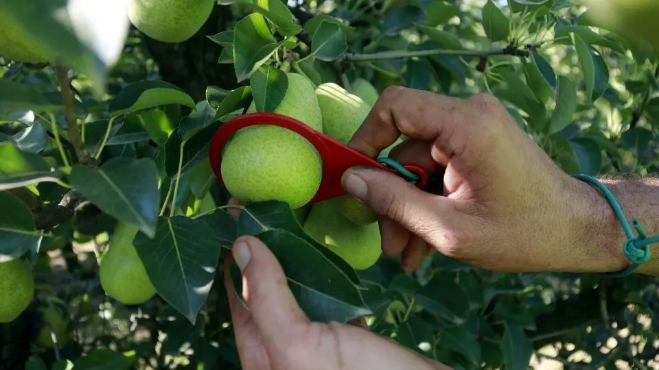 Un productor mesura el calibre de la fruita en una finca de Lleida ©Anna Berga