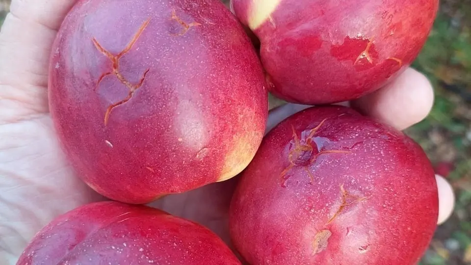 Nectarines d'una finca de la Portella. Fotografia: Asaja Lleida.