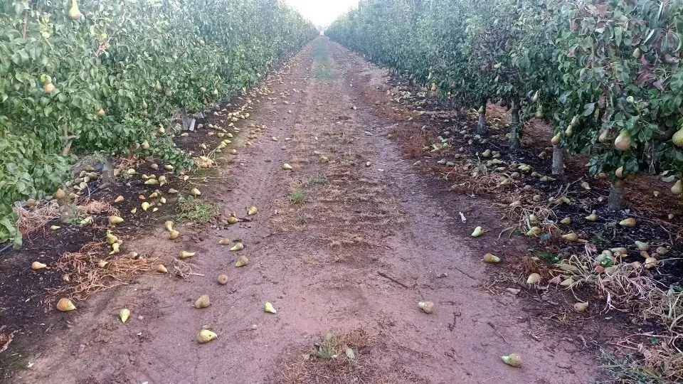 Una finca de Benavent de Segrià amb moltes peres de la varietat Conference al terra per l'efecte del vent ©Asaja Lleida