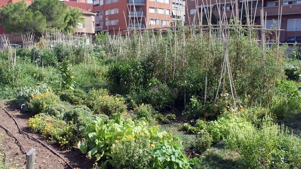 Aspecte actual dels horts urbans municipals de Tàrrega ©AjTàrrega