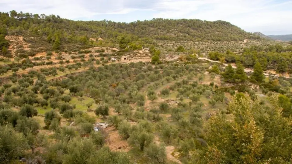 La Vall de Vinaixa. Fotografia: Cooperativa de Vinaixa.