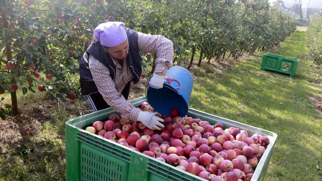 Una dona aboca una galleda de pomes de muntanya en una finca de Ribelles

Data de publicació: divendres 14 d’octubre del 2022, 06:00

Localització: Ribelles

Autor: Anna Berga