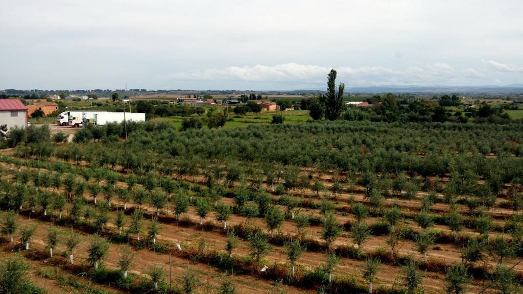 Camps de cultiu de la zona que ha d'ocupar el polígon de Torreblanca-Quatre Pilans, a l'Horta de Lleida

Data de publicació: dijous 15 de setembre del 2022, 06:00

Localització: Lleida

Autor: Oriol Bosch