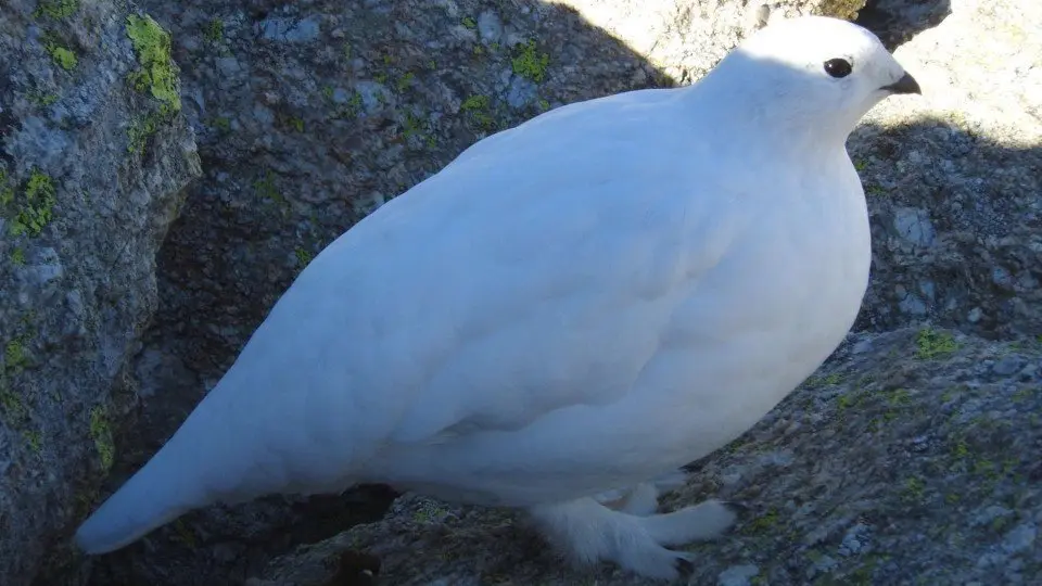 Una perdiu blanca fotografiada al Ripollès ©Parc Natural de les Capçaleres del Ter i Freser