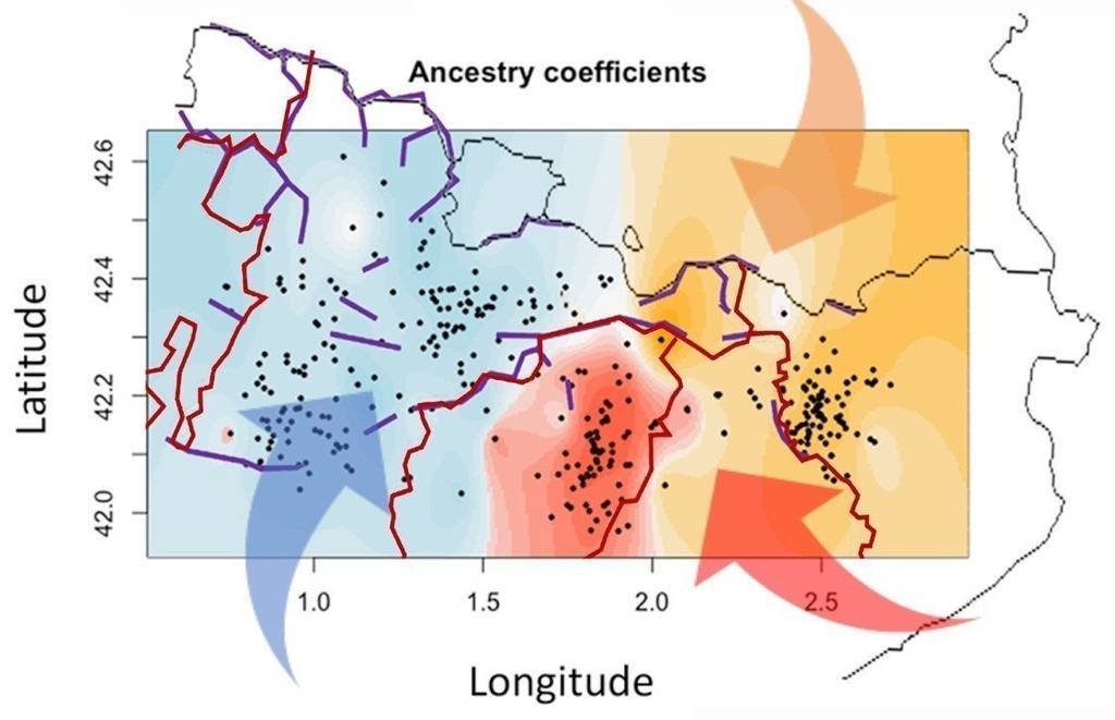 El mapa de l'estudi GENPIR, on es pot veure com l’orografia (línies morades), els límits dels bisbats (línies vermelles) i els fluxos migratoris històrics (fletxes) han modelat el perfil genètic de les poblacions rurals del Pirineu Català (zones en color) - Imatge: Cedida per l'IRB Llleida