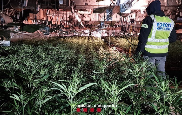 Desmantellen un cultiu de marihuana en una nau a Castellserà ©Mossosd'Esquadra