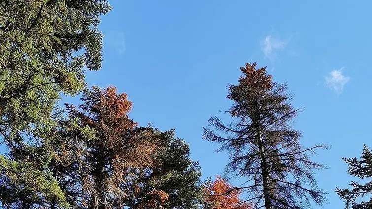 Arbres afectats per Heterobasidion annosum ©CTFC