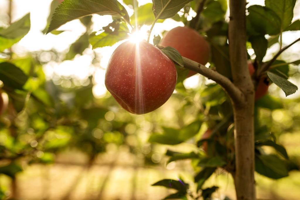 Fotografia d'una poma de la varietat Tutti, a l'arbre ©IRTA