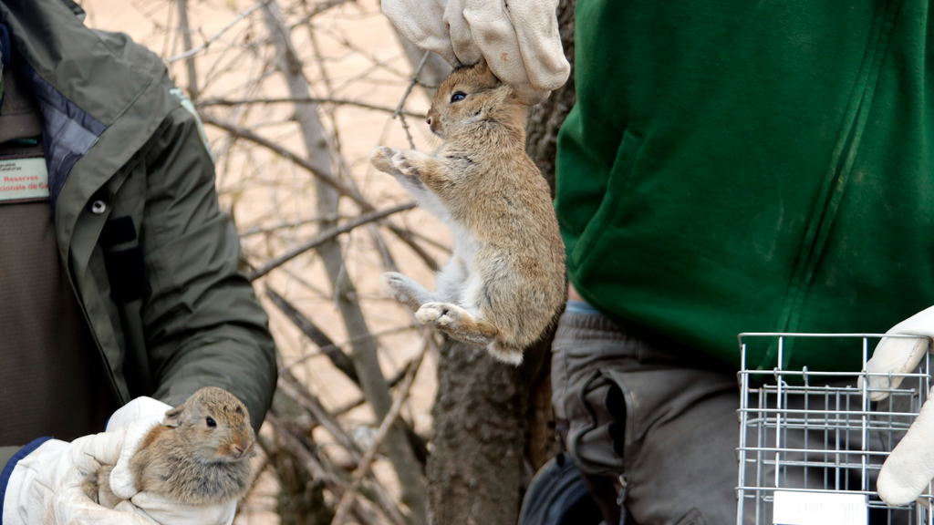Dos conills capturats amb gàbies trampa al vedat de caça de Tàrrega ©Oriol Bosch