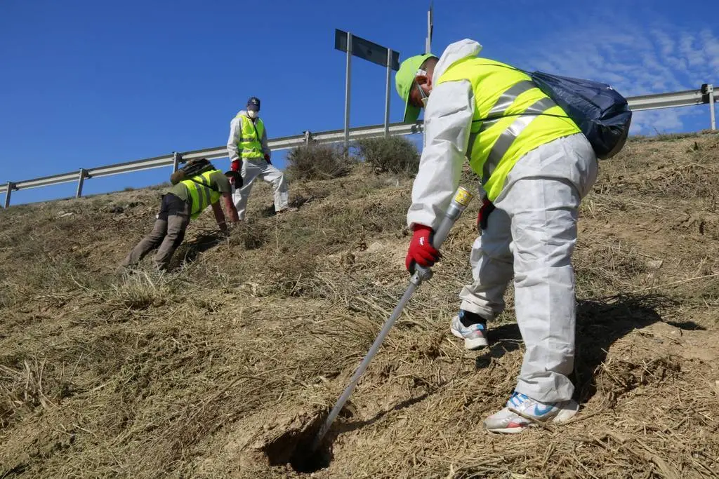 Operaris apliquen fosfur d'alumini dins de caus de conills i els tapen als peus de la LV-7041 entre Aitona i Soses &copy;Anna Berga