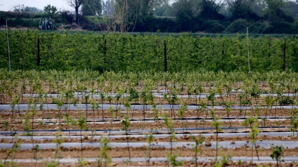 Finques de pera afectades per la gelada a Térmens ©Oriol Bosch