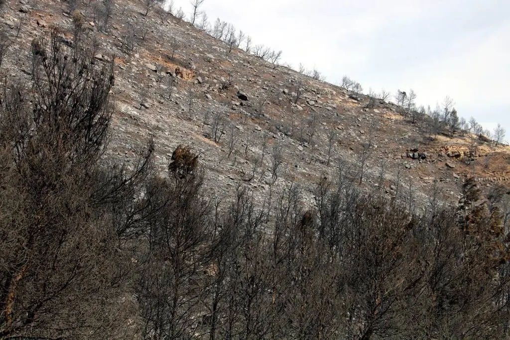 Zona cremada a l'incendi de la Franja

Data de publicació: diumenge 16 d’abril del 2023, 14:05

Localització: Maials

Autor: Oriol Bosch