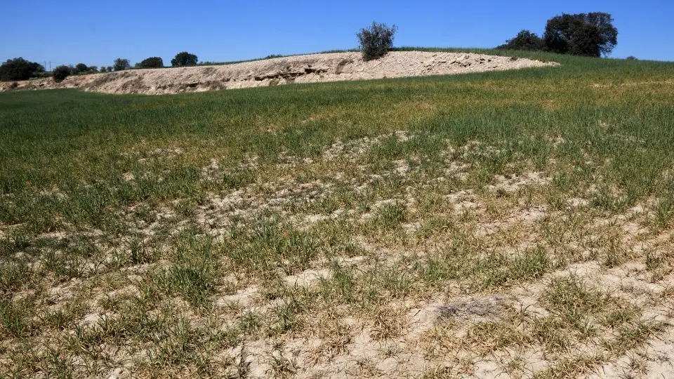 Una finca d'ordi de Cervera on es veuen zones sense plantes o amb les plantes seques degut a la manca d'aigua ©Anna Berga