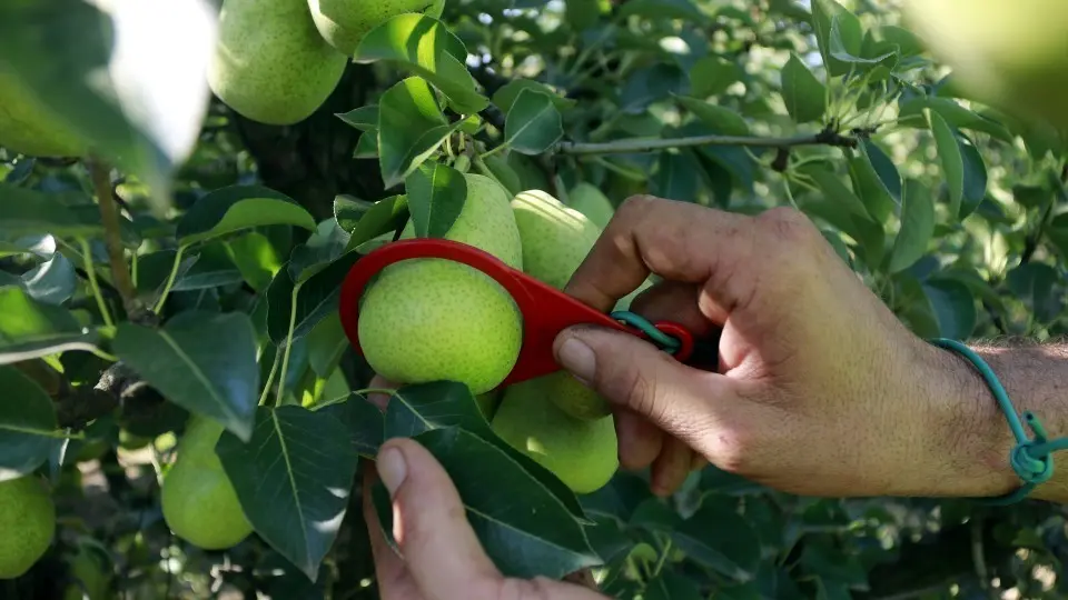 Un pagès passa el calibrador manual per una pera que no ha crescut prou en una finca dels Alamús ©Anna Berga