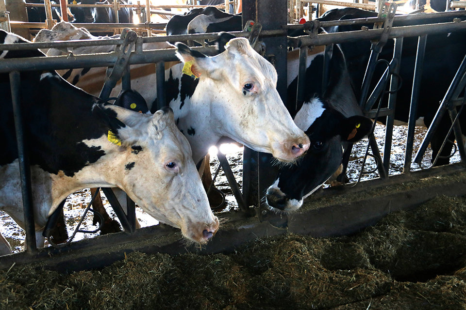 Vaques de llet a una granja del'Alt Urgell - Foto: Marta Lluvich