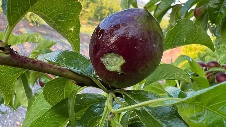 Fruita afectada per la pedra en una finca d'Albesa

Data de publicació: dilluns 08 de maig del 2023, 10:17

Localització: Lleida

Autor: Cedida per Asaja Lleida