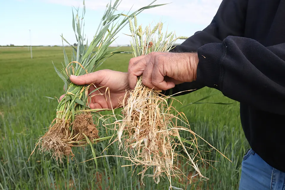 Una planta d'ordi que s'ha regat amb aigua del canal auxiliar, a l'esquerra, i una planta de blat ja seca perquè s'abastia amb el principal, a la dreta

Data de publicació: dissabte 13 de maig del 2023, 07:00

Localització: Bell-lloc d'Urgell

Autor: Ignasi Gómez