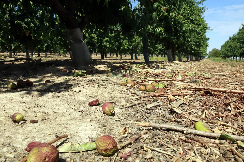 Nectarines que han caigut dels arbres degut a la sequera en una finca de Castelldans

Data de publicació: dijous 18 de maig del 2023, 13:36

Localització: Castelldans

Autor: Anna Berga