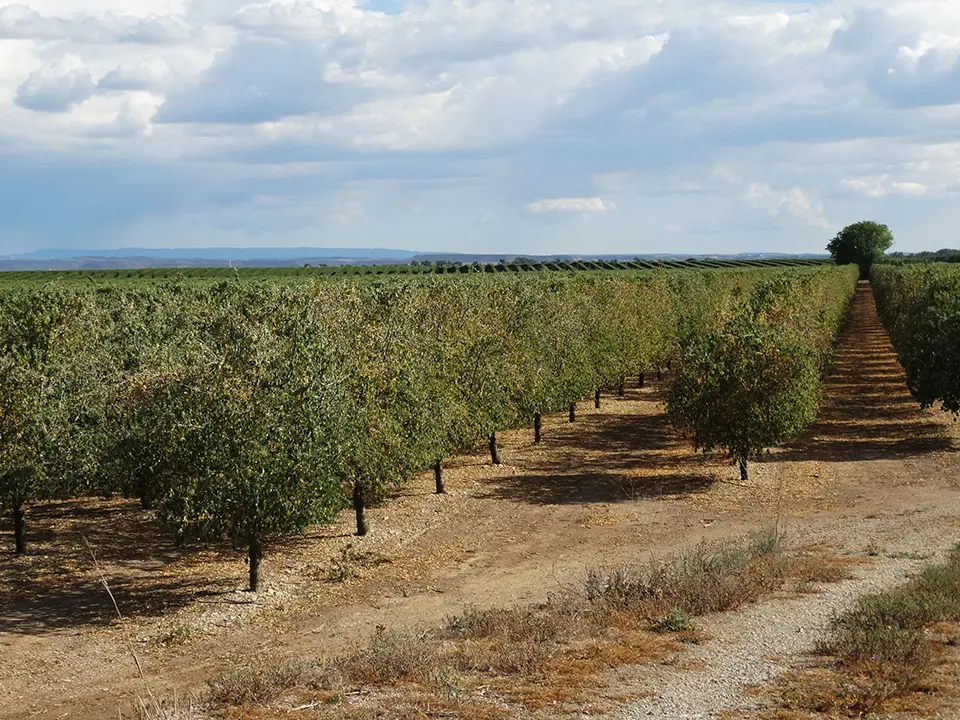 Arbres fruiters (ametllers) d'una finca de la Col·lectivitat 16 de regants del Canal d'Urgell, perdent les seves primeres fulles i oferint una estampa tardoral insòlit a la primavera - Foto: Marina Pallàs Barta