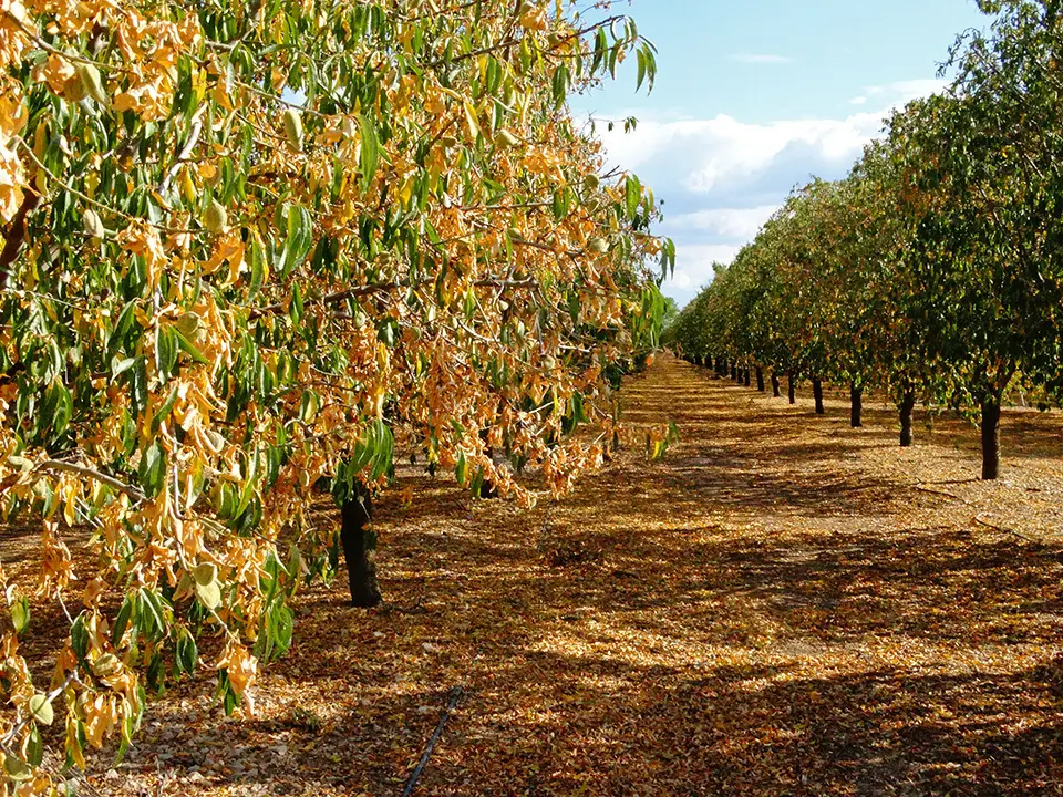 Arbres fruiters (ametllers) d'una finca de la Col·lectivitat 16 de regants del Canal d'Urgell, perdent les seves primeres fulles i oferint una estampa tardoral insòlit a la primavera - Foto: Marina Pallàs Barta