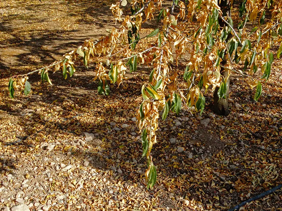 Arbres fruiters (ametllers) d'una finca de la Col·lectivitat 16 de regants del Canal d'Urgell, perdent les seves primeres fulles i oferint una estampa tardoral insòlit a la primavera - Foto: Marina Pallàs Barta