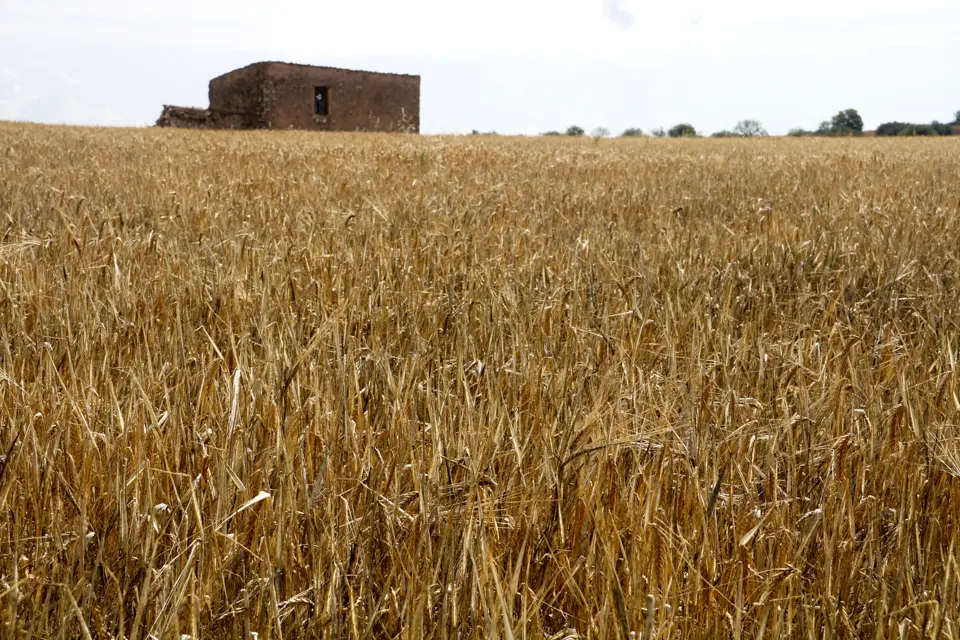 Una finca d'ordi afectada per la sequera a Granyena de Segarra - Foto: Oriol Bosch