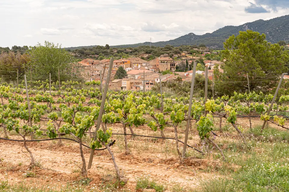 Celler Mas Blanch i Jové - Foto: Jordi Vinuesa