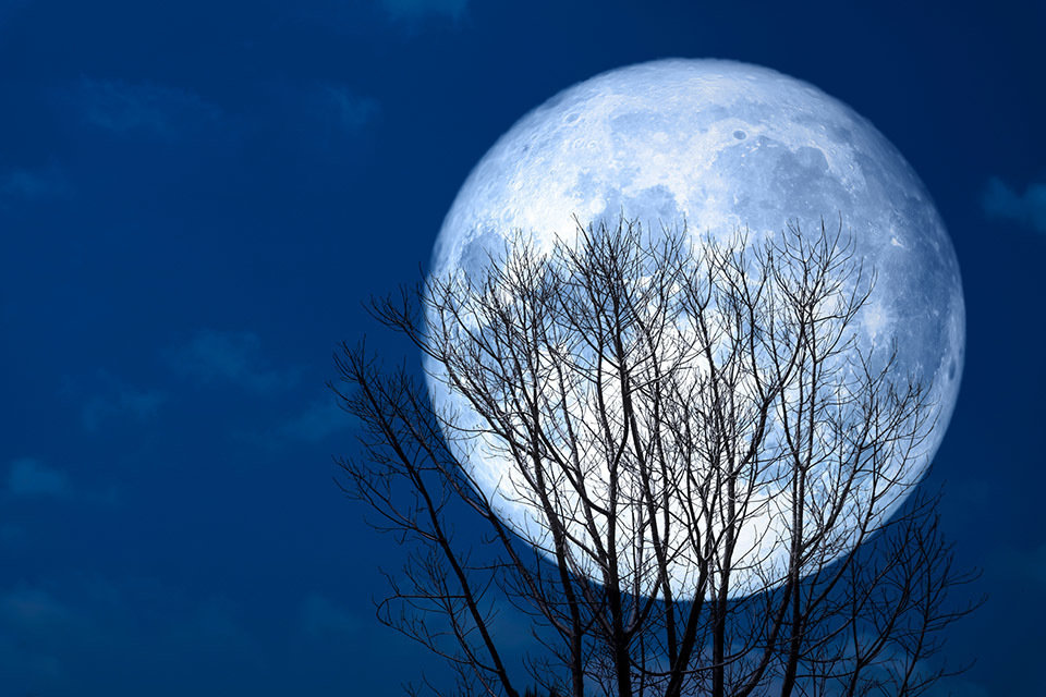 super full moon back silhouette dry tree in the night sky, Elements of this image furnished by NASA
Getty images
