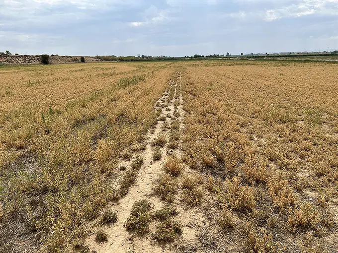 Una finca d'alfals a Vilanova de Bellpuig afectada per la falta de regadiu pel tancament del canal d'Urgell

Data de publicació: dimecres 24 de maig del 2023, 06:00

Localització: Mollerussa

Autor: Oriol Bosch