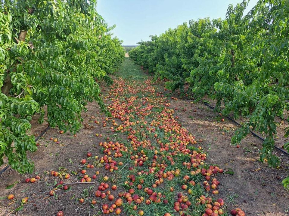 Nectarines a terra per no assolir el calibre comercial per falta de reg en una finca de Torregrossa - Foto: Cedida per Asaja