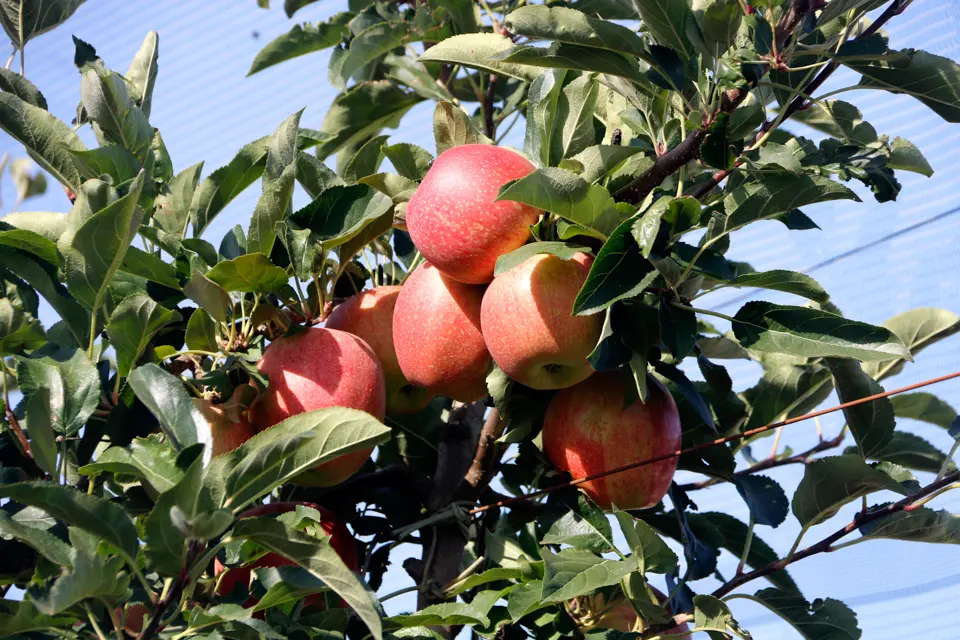 Pomes vermelles Royal Gala en una finca de Vila-sana - Foto: Oriol Bosch