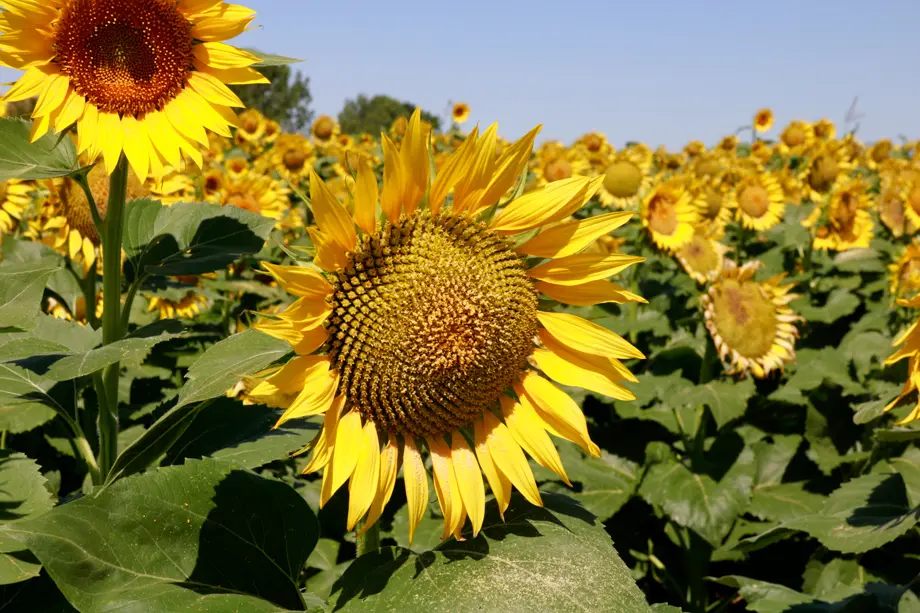 La flor d'un gira-sol en un camp on normalment sempre es plantava panís, al terme municipal de Bellvís - Foto: Anna Berga