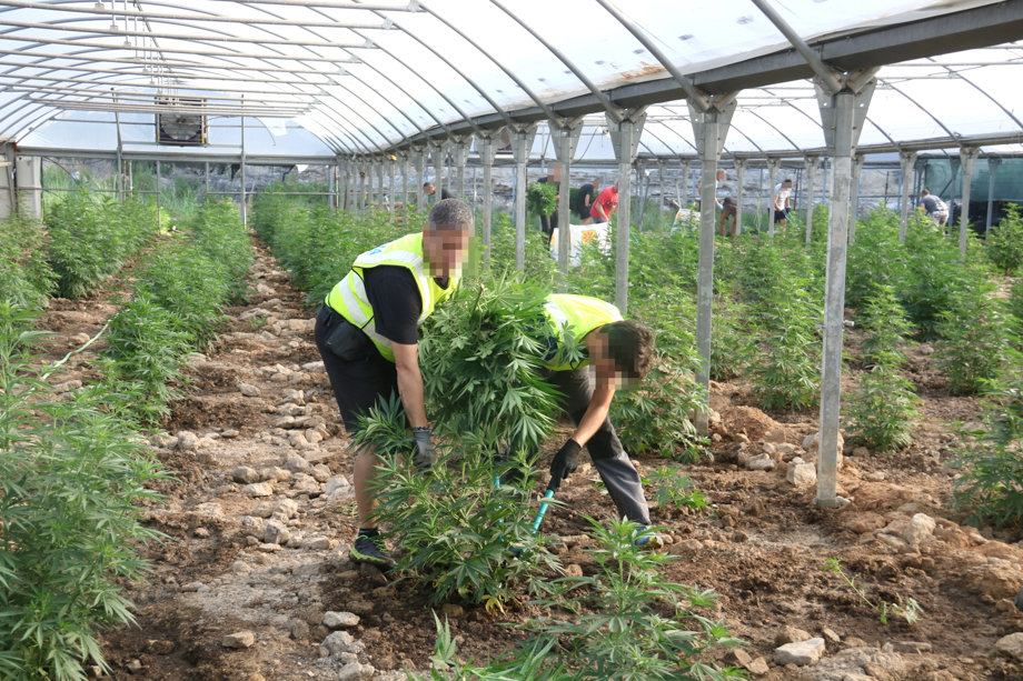 Els Mossos d'Esquadra han començat a desmantellar la plantació de marihuana aquest dijous al matí - Foto: Ignasi Gómez