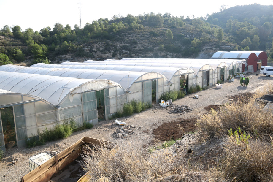 Part del conjunt d'hivernacles on s'ha localitzat la plantació de marihuana - Foto: Ignasi Gómez