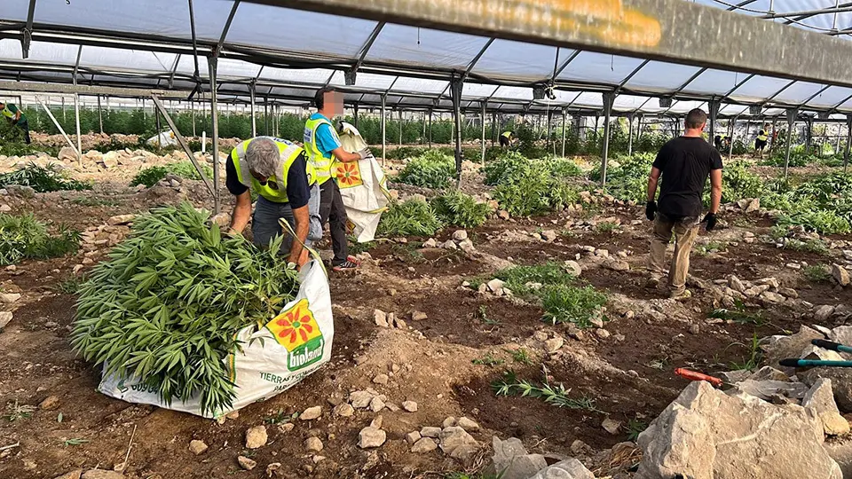 Mossos d'Esquadra desmantellant la plantació de marihuana localitzada en hivernacles a Almatret - Foto: Ignasi Gómez (ACN)