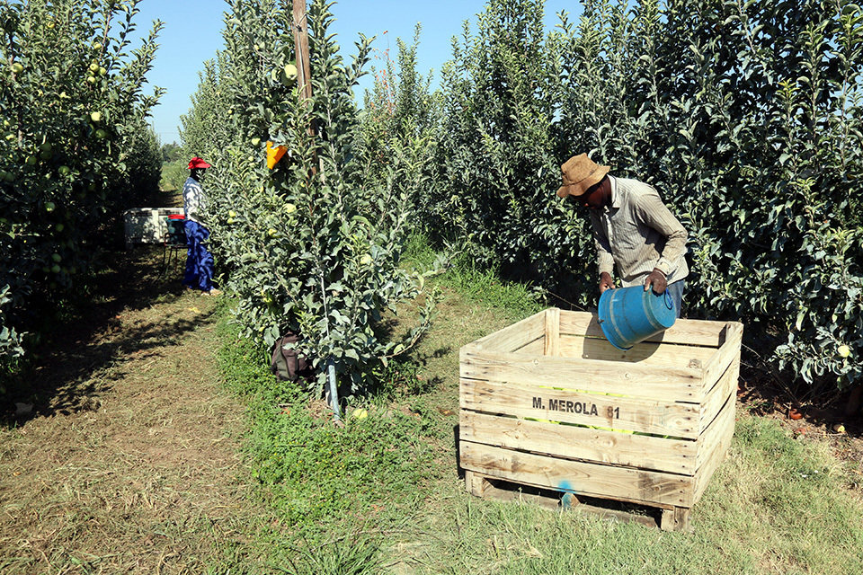 Collita de pomes en una finca de l'Horta de Lleida-ACN