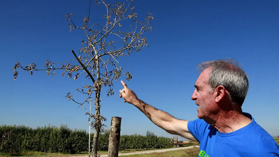 El membre de Canal Viu, Josep Maria Falip, assenyala amb el dit les fulles seques d'un freixe de la banqueta del canal d'Urgell a Bellvís - Foto: Anna Berga (ACN)