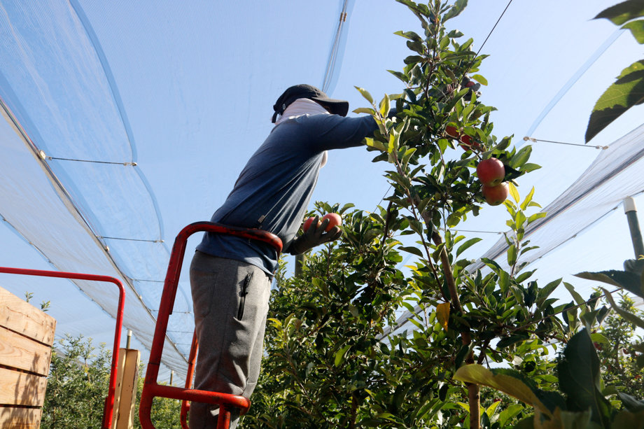 Un temporer collint pomes a Vila-sana - Foto: Oriol Bosch