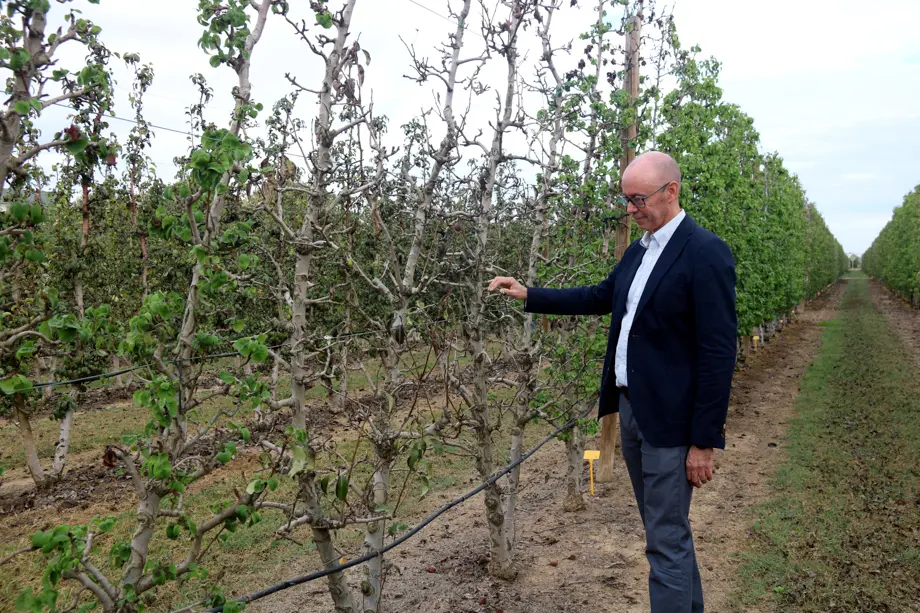 El cap del programa Fructicultura de l'IRTA, el doctor Luis Asín, mostra un arbre pràcticament mort que no s'ha regat en 4 mesos a l'IRTA de Mollerussa - Foto: Anna Berga