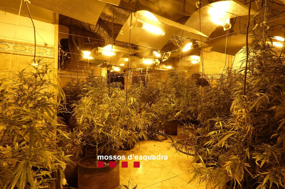 Plantes de marihuana trobades en una casa de Castellserà durant un dispositiu antidroga dels Mossos d'Esquadra - Foto: Cedida pels Mossos d'Esquadra