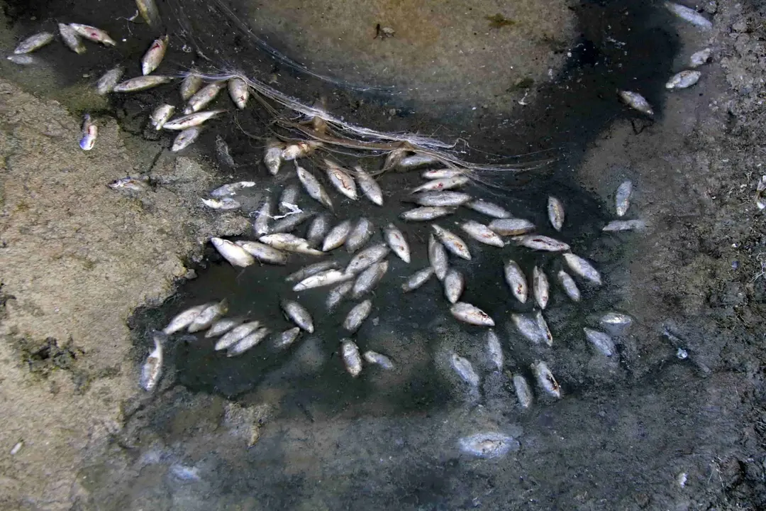 Diversos peixos morts en un tram del canal Segarra-Garrigues a les Borges Blanques - Foto: Anna Berga