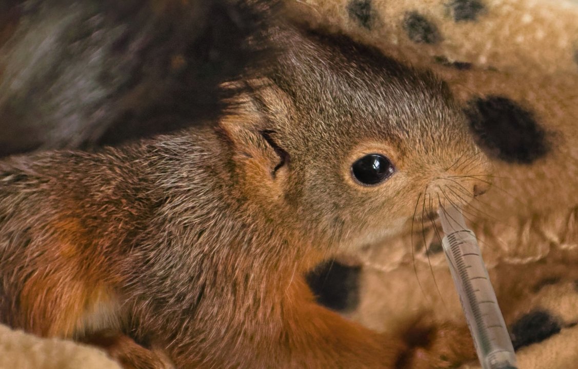 Un jove esquirol que va ser rescatat i tornat a la natura - Foto: Cedida pel Zoo del Pirineu