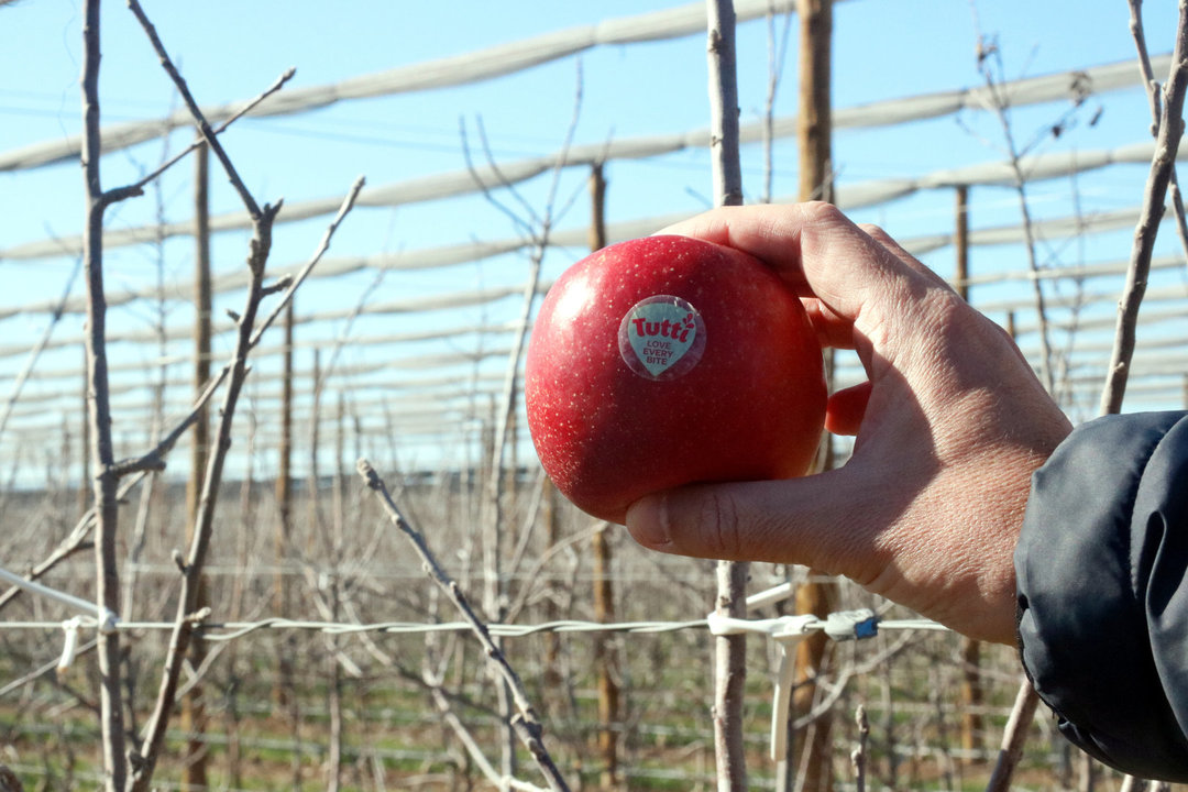 En primer terme, una poma tutti; al fons, un camp de pomeres de Gualta on hi creix la nova varietat - Foto: Xavier Pi