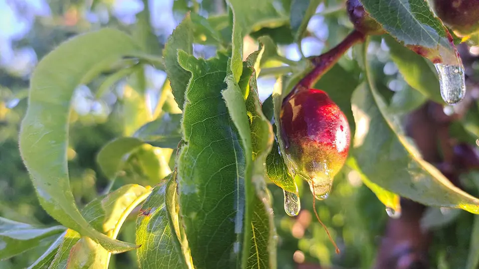 Una fruita petita recoberta amb una pel·lícula de gel en una finca de Ponent

Data de publicació: dimecres 24 d’abril del 2024, 09:42

Localització: Lleida

Autor: Cedida per Asaja Lleida