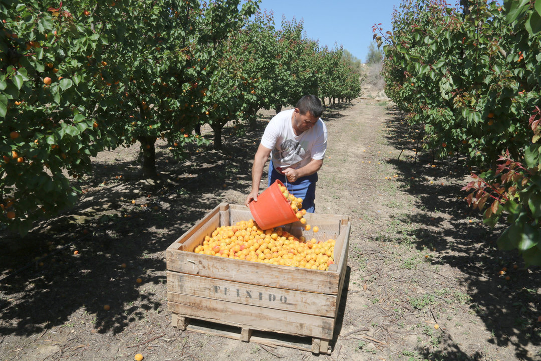 Un treballador de la fruita aboca un cubell amb albercocs en una finca del Baix Segre - Foto: Ignasi Gómez