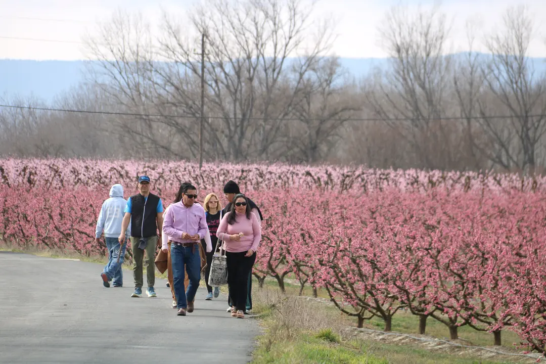 Primers turistes que visiten els camps d'arbres fruiters florits en el marc de la campanya de fruiturisme a Aitona. Foto: ACN