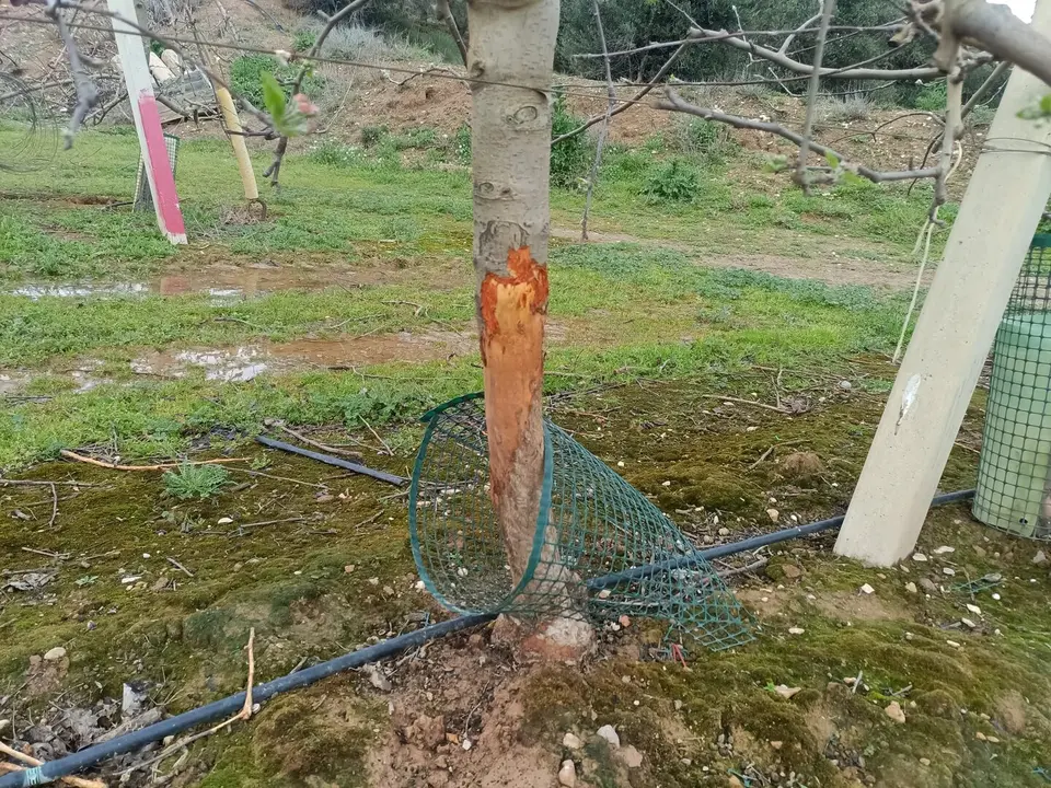 La base d'una pomera malmesa pels conills en una finca de Torregrossa, al Pla d'Urgell. Foto: ASAJA