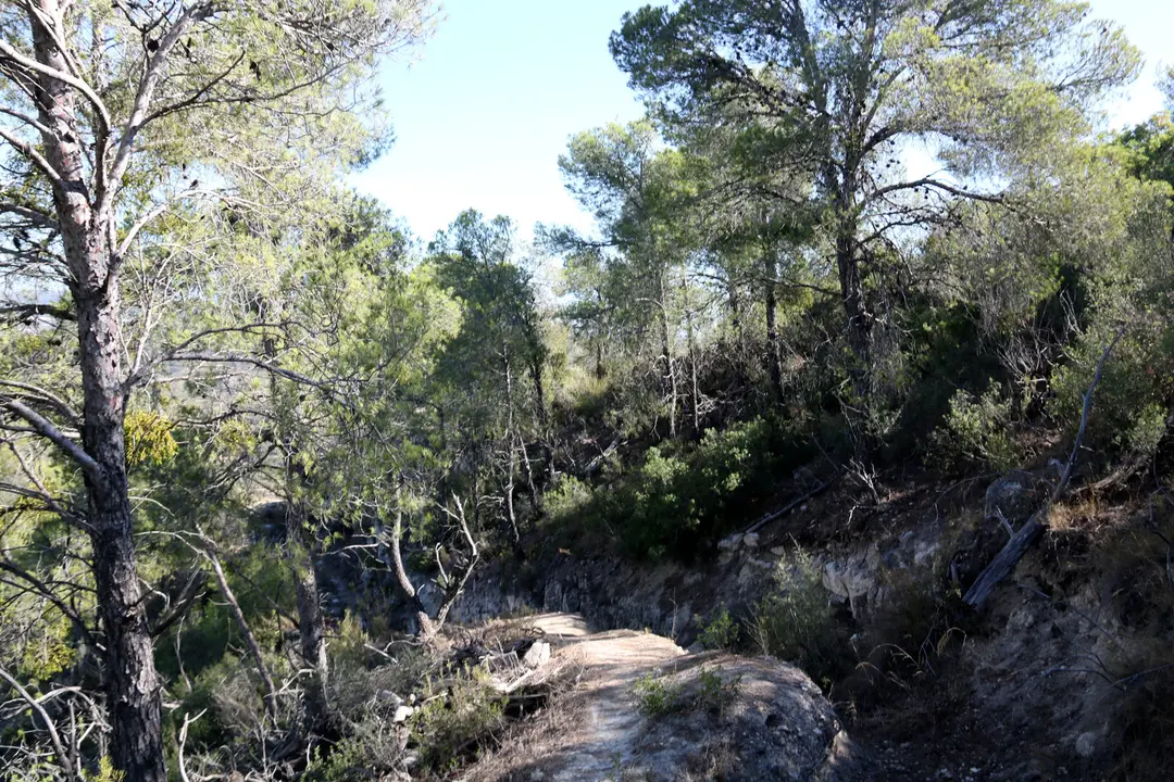 Una zona forestal situada al terme municipal d'Almatret. Foto: ACN