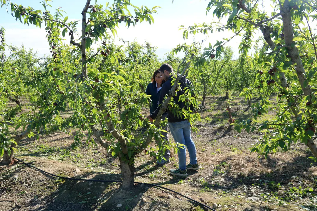 Una pèrita d'Agroseguro i el propietari d'un camp de nectarines miren els danys de la pedregada a Soses, al Segrià. Foto ACN